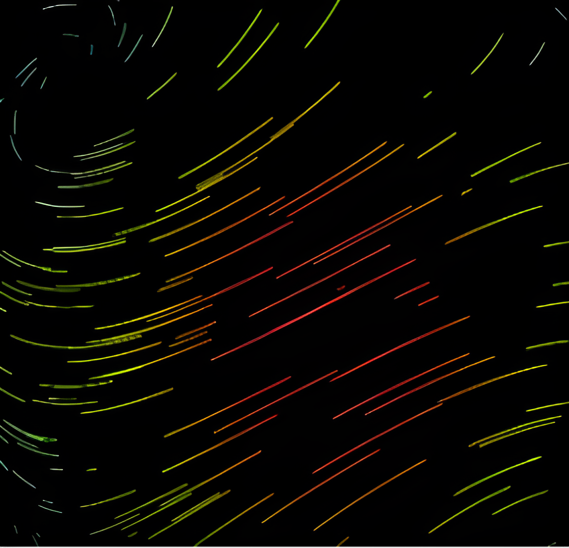 Text-to-Animation